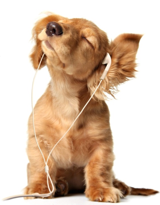 puppy wearing earphones